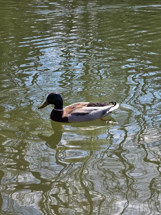 Zoom Photo 2