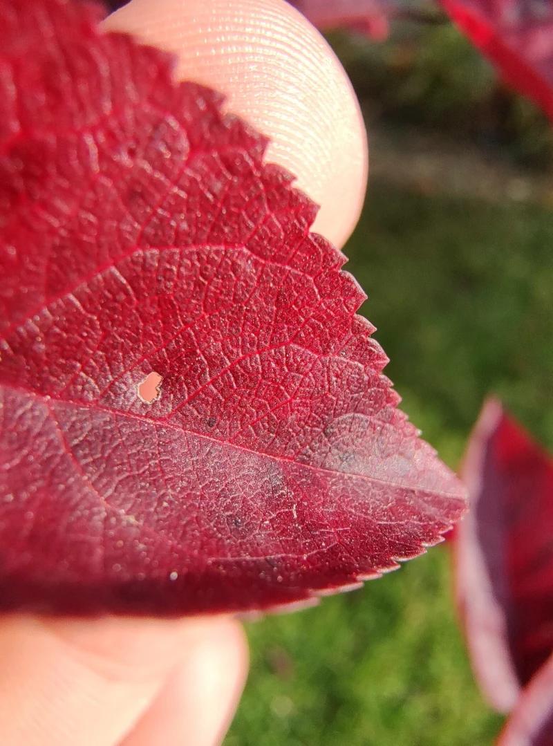 Motorola Edge 30 Fusion macro photo samples