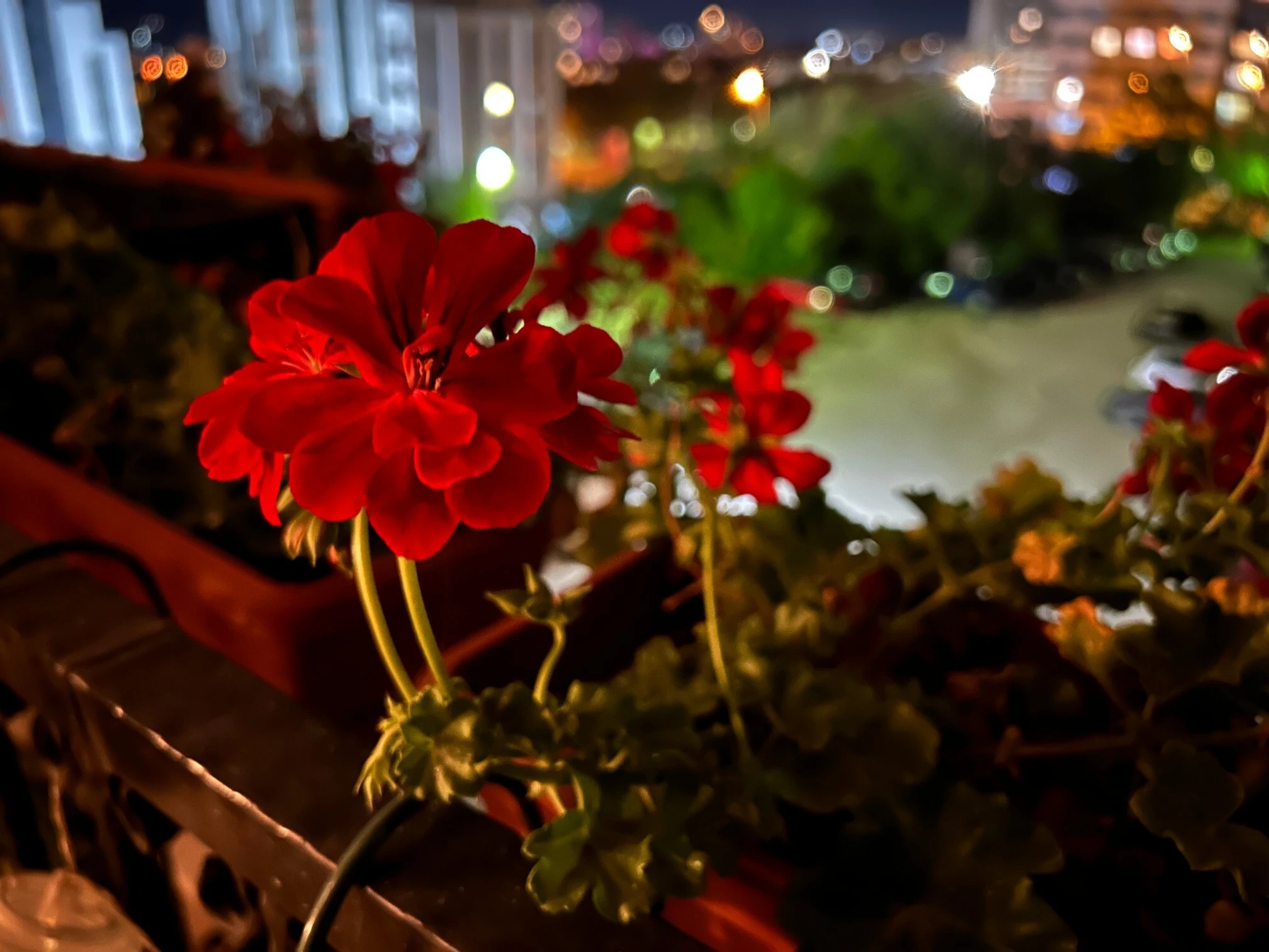 iPhone 14 Plus main camera